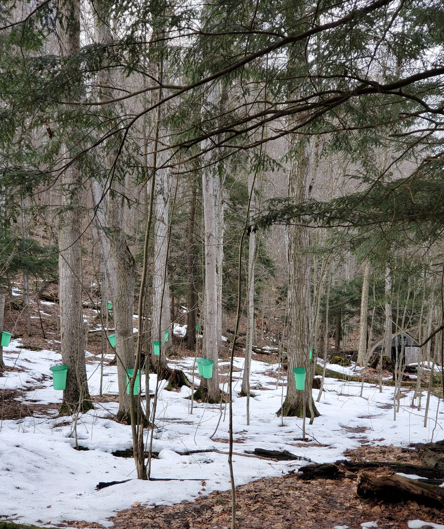 ORGANIC STICKY MAPLE SYRUP