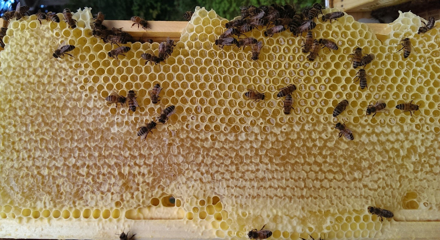 STICKY HONEY